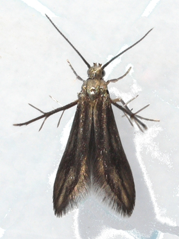 Schreckensteinioidea