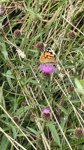 Painted Lady