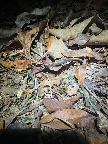 Ryukyu short-legged skink, Ateuchosaurus okinavensis