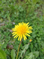 Taraxacum officinale