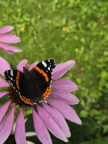 Red Admiral