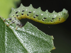 Pristiphora alpestris