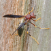 Metric Paper Wasp - Photo (c) Monica Krancevic, some rights reserved (CC BY-NC), uploaded by Monica Krancevic