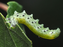 Pristiphora alpestris