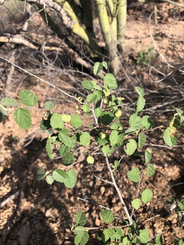 Dense Ayenia