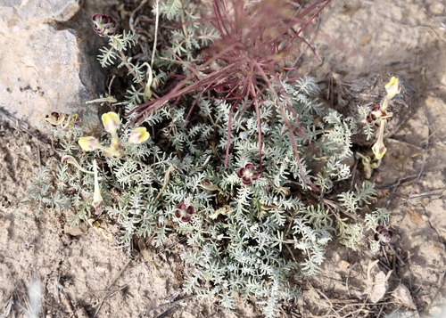 Scutellaria przewalskii, photograph 4