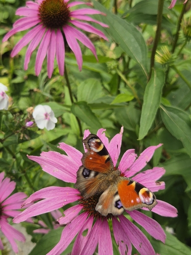 European Peacock Butterfly