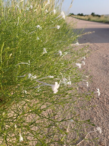 Flaxflowered Ipomopsis