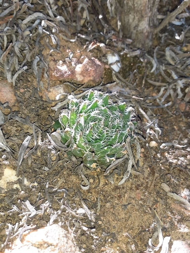 Haworthia arachnoidea