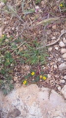 Hippocrepis biflora