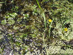 Ranunculus flabellaris