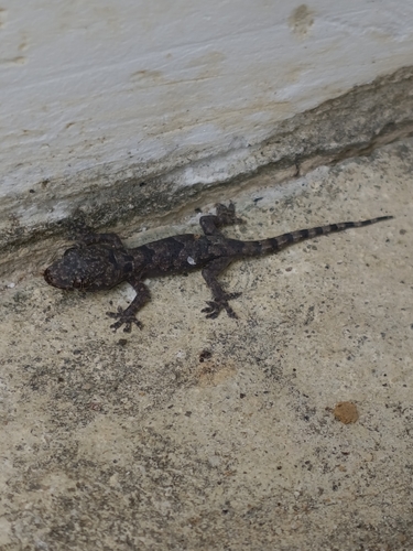 Tropical House Gecko