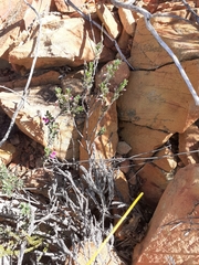Indigofera "sclerophylla"