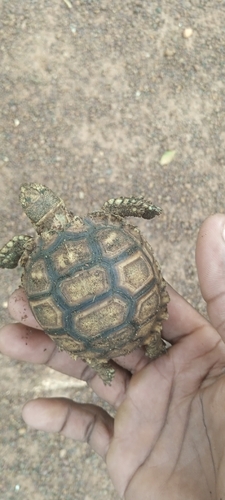 African Spurred Tortoise