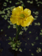 Ranunculus flabellaris