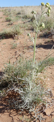 Hymenopappus flavescens