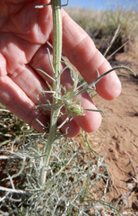 Hymenopappus flavescens