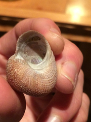 Maurea punctulata
