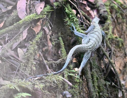 Varanus jobiensis observed 2026-07-03