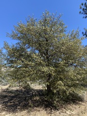 Quercus peninsularis