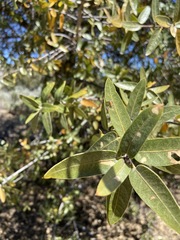 Quercus peninsularis