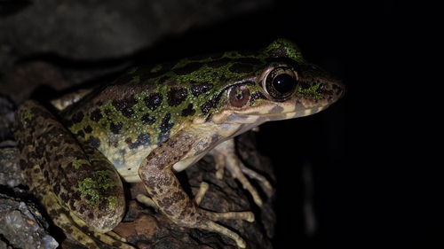 Tianmu Sharp-nosed Frog