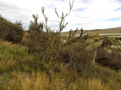 Carmichaelia crassicaulis