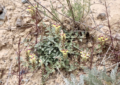 Scutellaria przewalskii, photograph 5