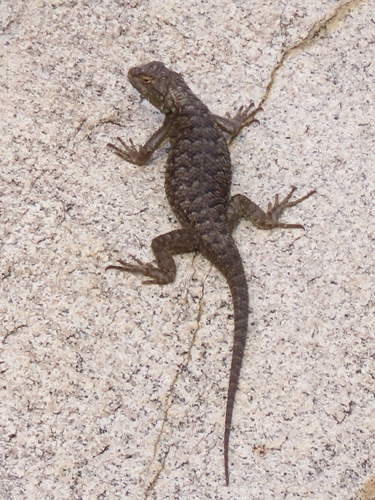 iNaturalist observation photo of Western Fence Lizard