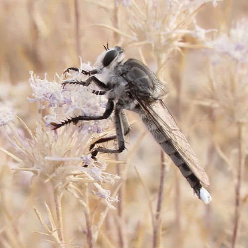 iNaturalist observation photo of Southwestern Lion Fly