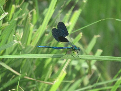 Banded Demoiselle
