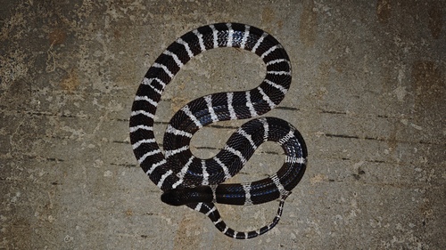 Many-banded Krait
