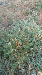 Astragalus rupifragus