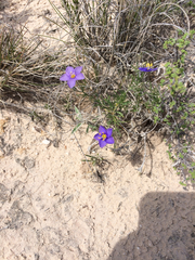 Giliastrum rigidulum