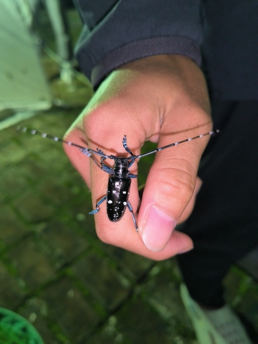 Asian Longhorned Beetle