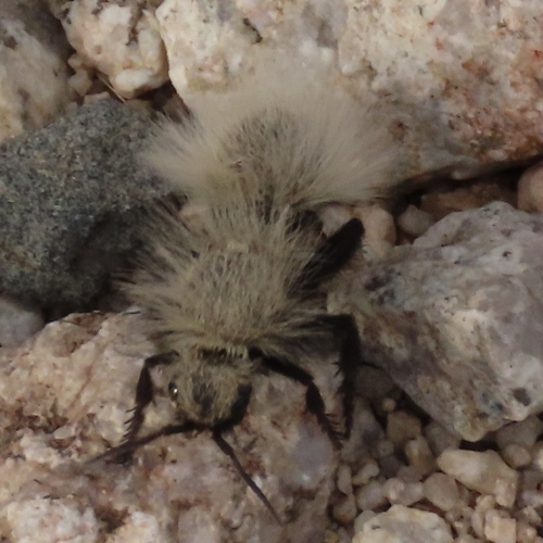 iNaturalist observation photo of Sacken's Velvet Ant
