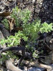 Galium martirense