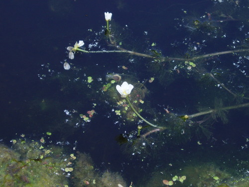 longbeak buttercup (Ranunculus longirostris)
