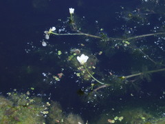 Ranunculus longirostris