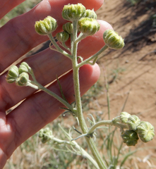 Hymenopappus flavescens