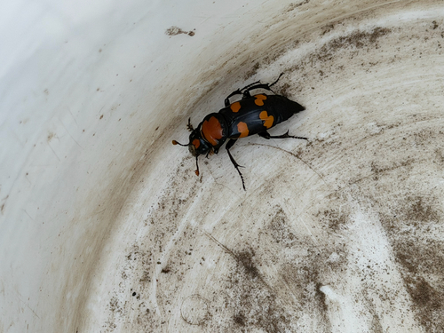 American Burying Beetle