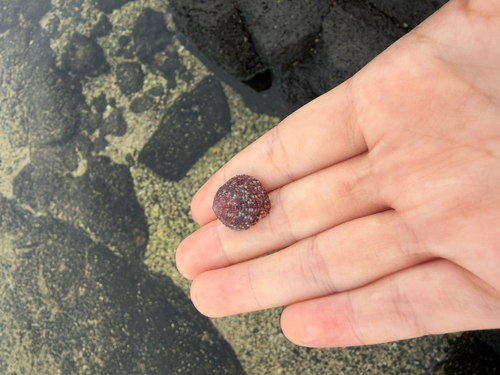 Trochus intextus observed 2026-08-05