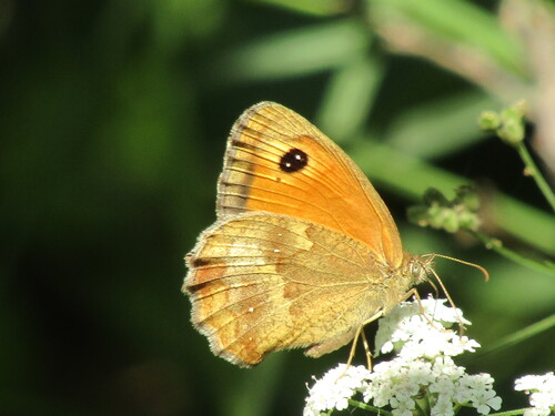 Gatekeeper
