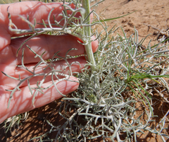 Hymenopappus flavescens