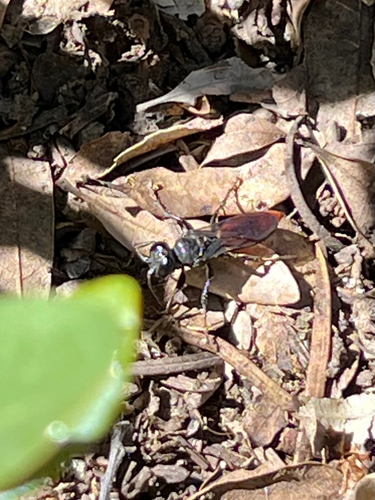 iNaturalist observation photo of Ants, Bees, and Stinging Wasps