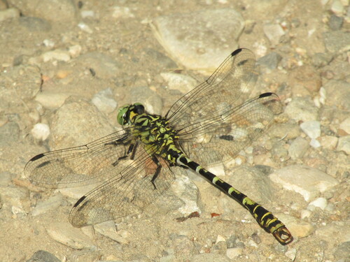 Small Pincertail