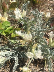 Astragalus utahensis