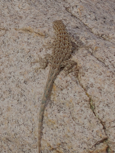 iNaturalist observation photo of Common Side-blotched Lizard