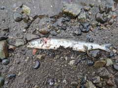 Thaleichthys pacificus