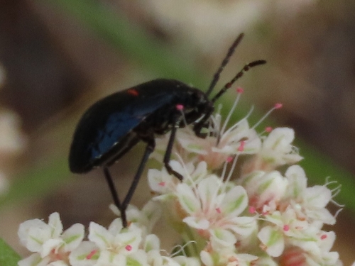 iNaturalist observation photo of California Bordered Plant Bug